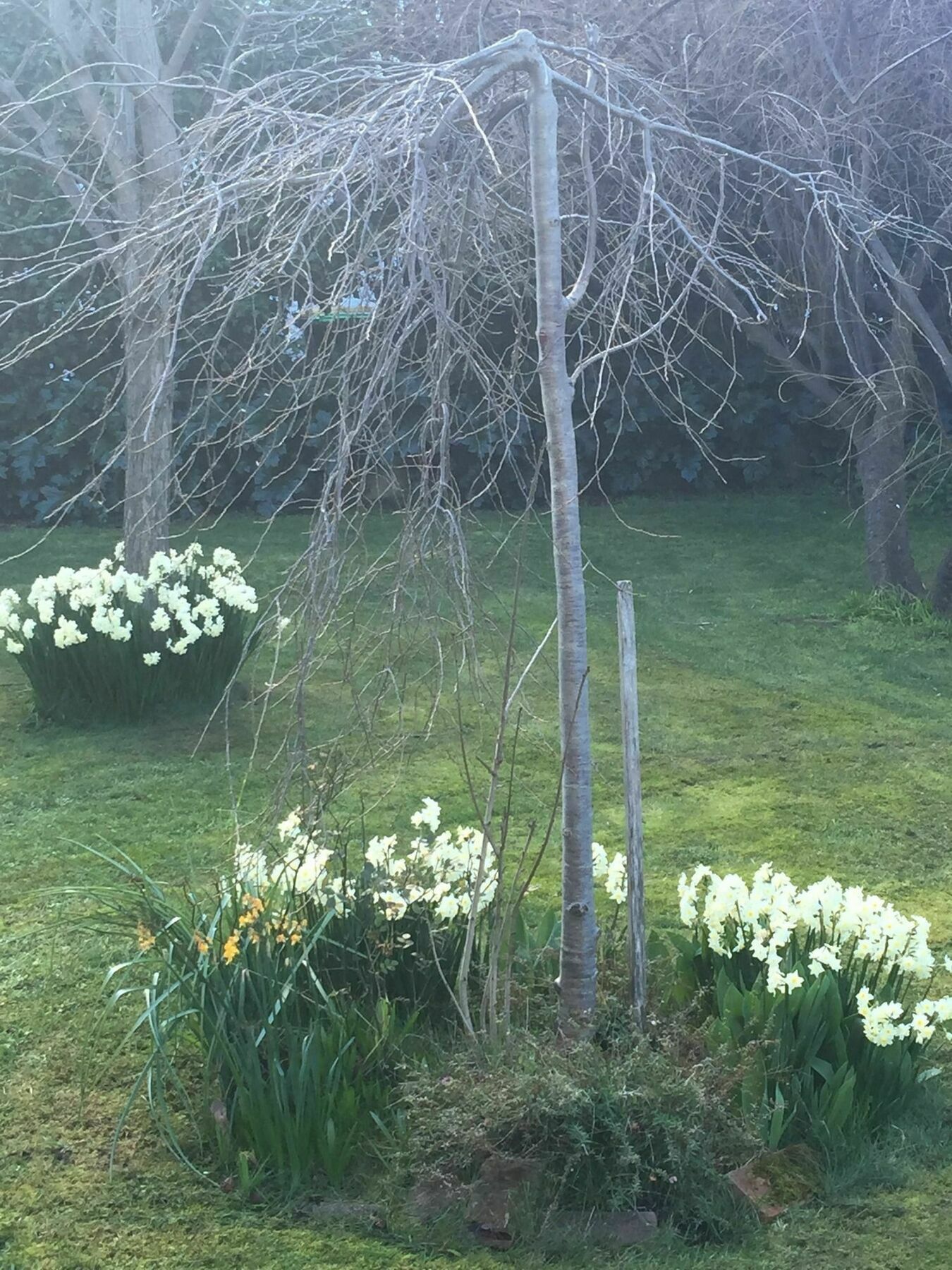 Clydesdale Manor Bed & Breakfast Hobart Exterior foto
